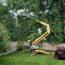 Best Commercial Tree Services  in Hilton, NY