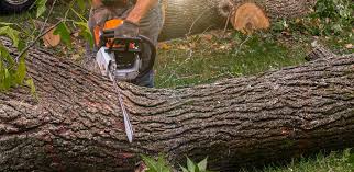 Best Tree Risk Assessment  in Hilton, NY