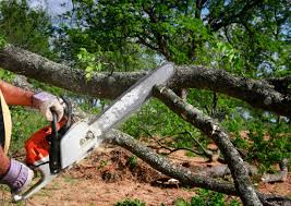 Best Commercial Tree Services  in Hilton, NY