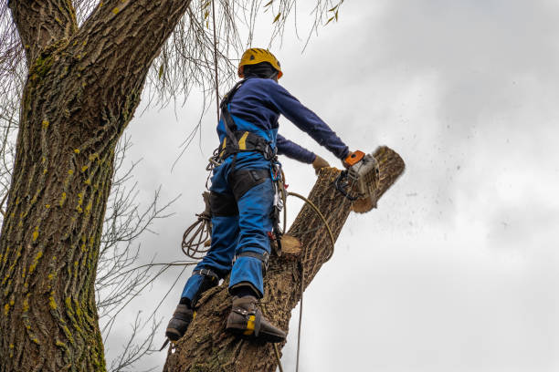 Tree and Shrub Care in Hilton, NY