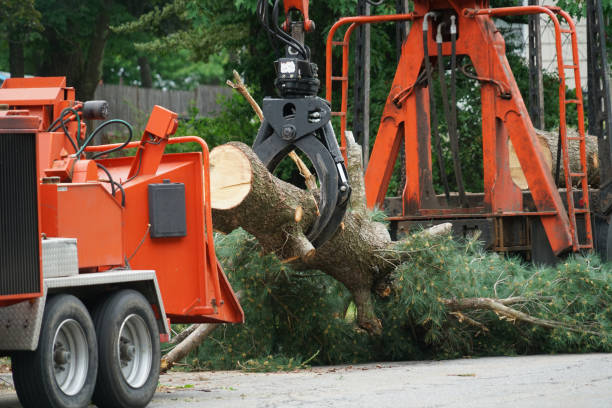 Best Stump Grinding and Removal  in Hilton, NY