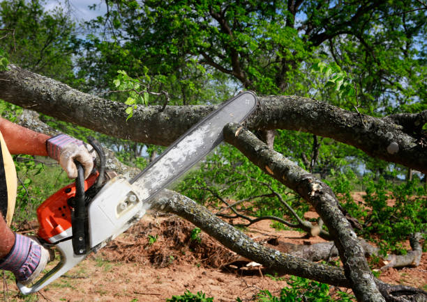 Best Storm Damage Tree Cleanup  in Hilton, NY